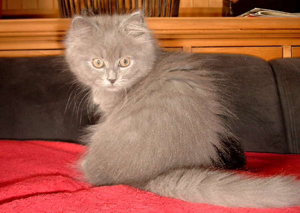 Chin Chin mit 12 Wochen.jpg